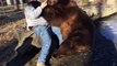 Un oso de 600 kilos como  mejor amigo
