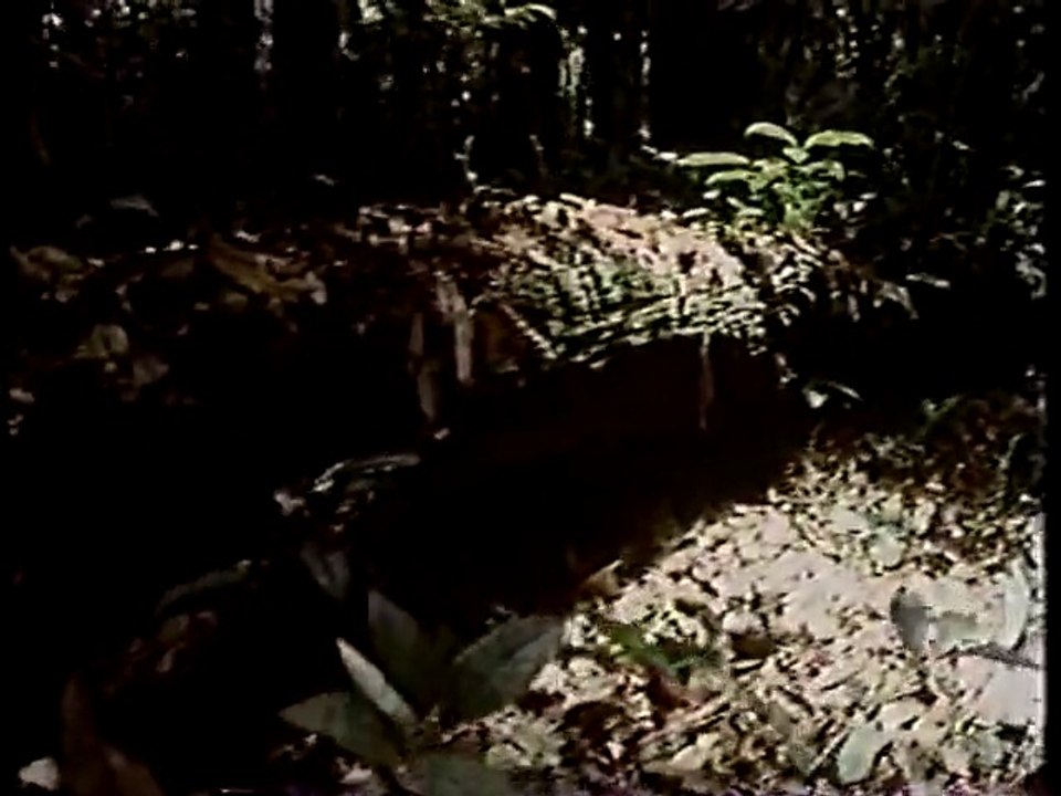 地球ロマン　生き物たちを巡る旅　（1996年放送） #6
