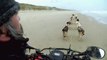 Des chiens de traineaux sur le littoral