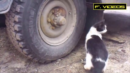 Gerçek Hayatta Tom Ve Jerry