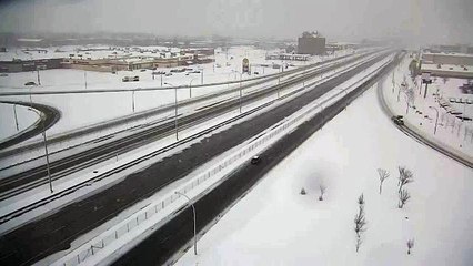 Une chouette harfang en plein vol