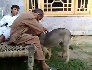 Pashto Funny Video Dog Prank--Funny Pathan in Action