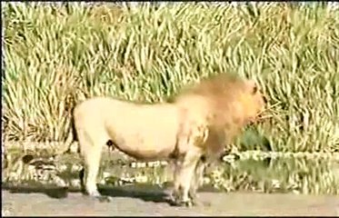 2 Male Lions Attack and Kill - Animal Fighting -