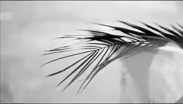 Gülben Ergen & Mustafa Sandal - Şıkır Şıkır