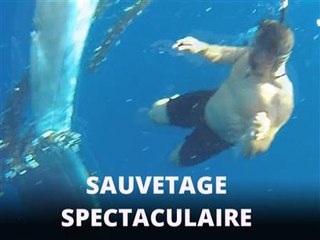 Il libère une baleine de 15 mètres prise au piège