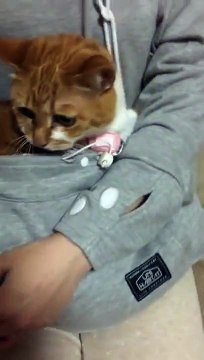 Carry Your Cat Like A Kangaroo In This Incredible New Hoodie