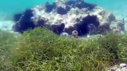 guadeloupe french angelfish, hawaii following turtle