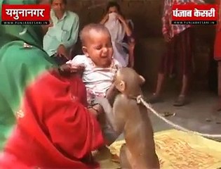 Latest Funny Video of 2016 - Monkey Cares For A Baby In India