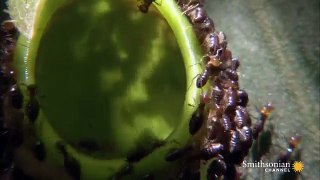 Plant Feasts on  Insects