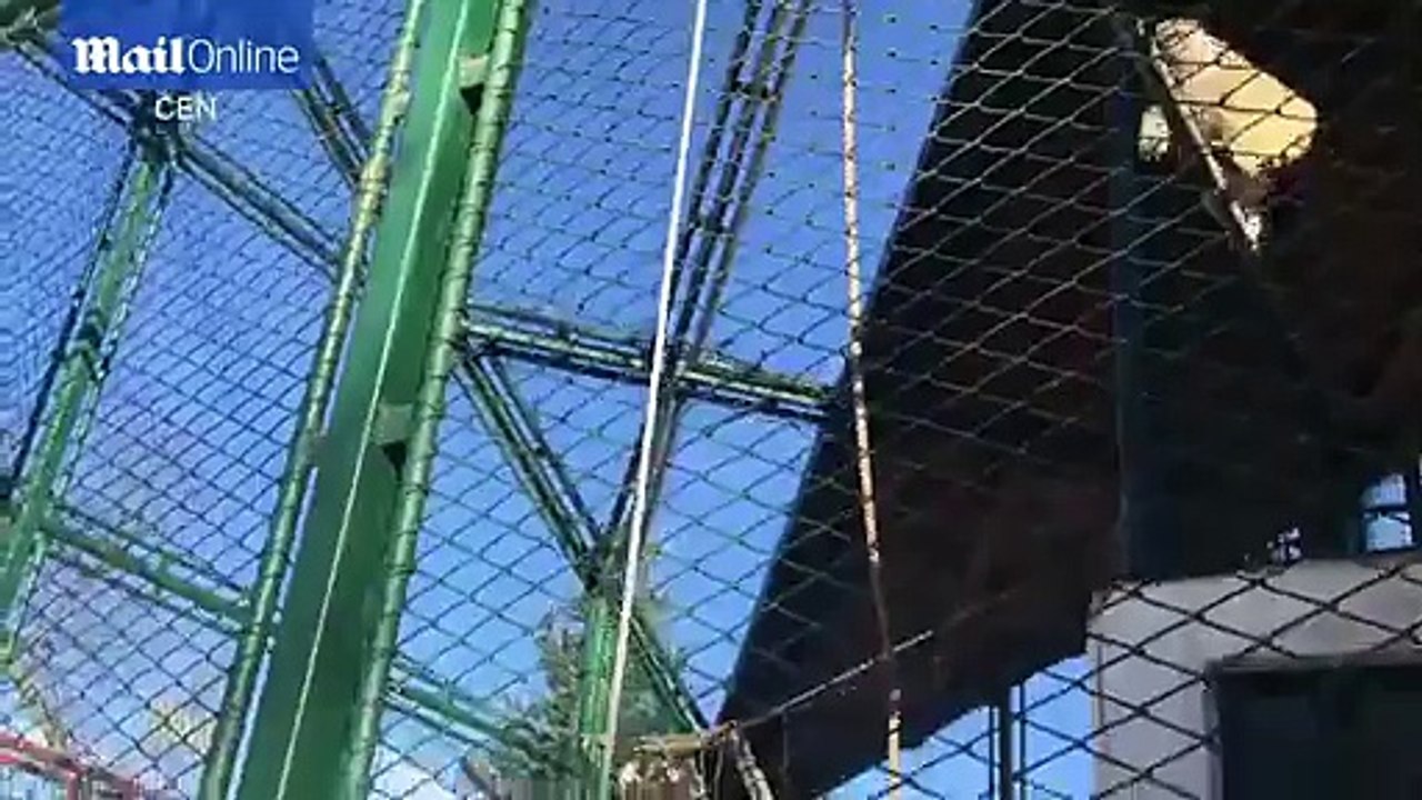 Monkey steals a smartphone from a zoo visitor in Romania