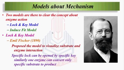 Models about Mechanisms ( Lock and Key Model & Induce Fit Model )