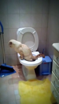 умный Кот умеет за собой смывать