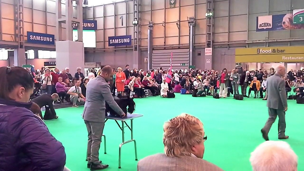 Multi Champion Enthon du Harpouy d'Auzan Crufts 2015