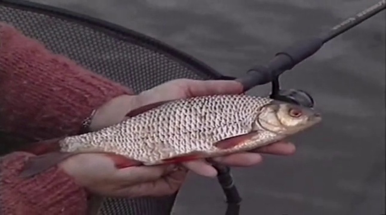 Go Fishing with John Wilson Fishing for Roach