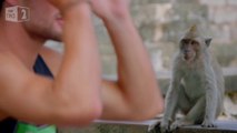 Des singes volent les smartphones des touristes pour avoir à manger