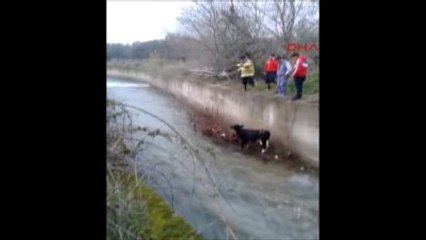 Balıkesir Edremit Çaya Düşen Buzağı Operasyonla Kurtarıldı