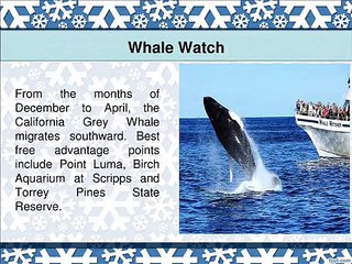 Seven Free Things to do in San Diego During the Winter