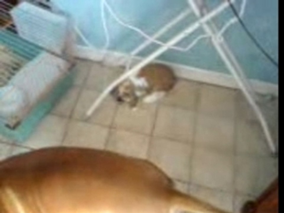 amstaff vs lapin lol