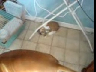 amstaff vs lapin lol