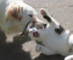 Very Funny Cat and Dog Fight