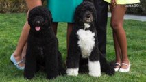 Man attempts to steal one of President Obama's dogs