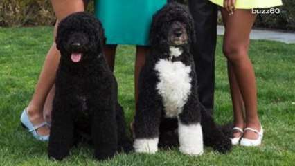 Man attempts to steal one of President Obama's dogs