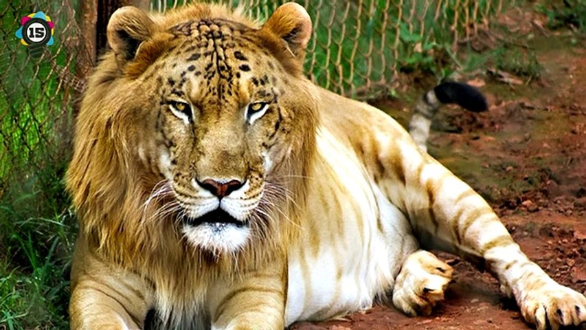 15 Amazing Hybrid Animals Video Dailymotion