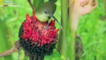 Most Beautiful Colorful Birds National Geographic Documentary