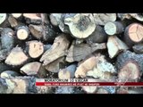 Rama: Fund masakrës me pyjet në Shqipëri - News, Lajme - Vizion Plus