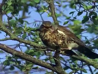 Geyik Böyle Dostları Olduğuna Şükretmeli