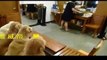 Top 5 Discipline Dogs Videos Compilation 2016