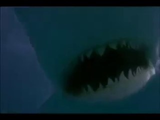 Spring Break Shark Attack (6/9)