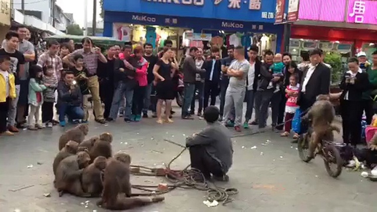 monkey bycycle chala raha hy