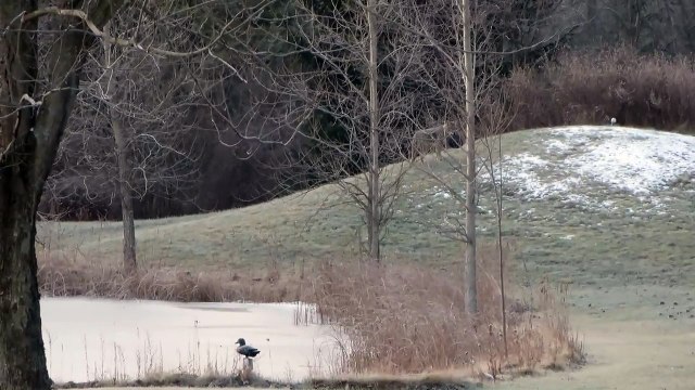 Un coyote joue avec un ballon