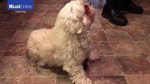 White Maltese dog can't stand up accidentally eating THC-infused coconut oil