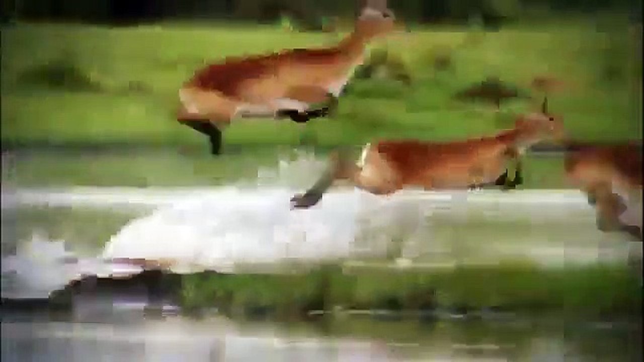 National Geographic Great White shark Vs Killer Whale Discovery channel documentary films HD