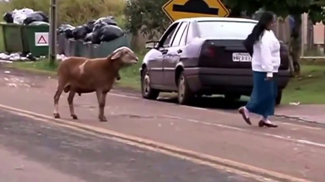 Une chèvre complètement folle terrorise tous les passants