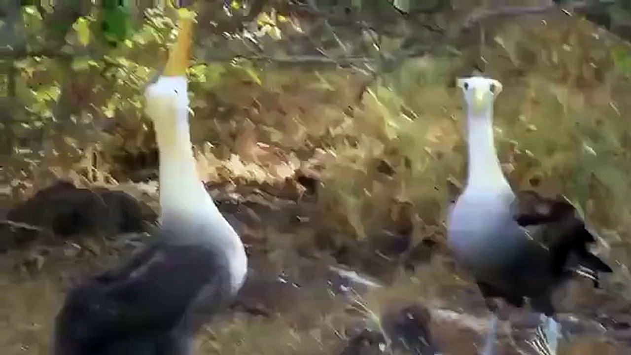 Duck amazing playing