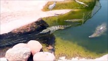 Un crocodile à center park... Petite descente dans la rivière sauvage! ahaha