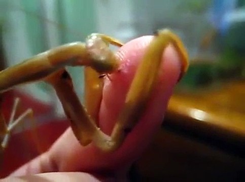 Praying Mantis eating human flesh.