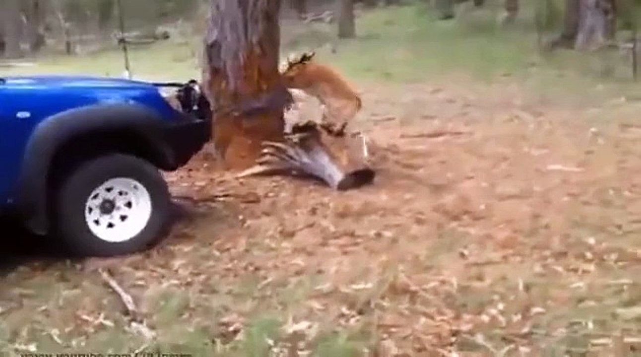 Animal Must Care