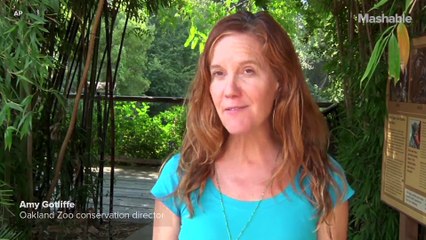 Animal artists paint for charity (and treats)