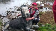 Smiling rescued donkey is so happy to be back on solid ground