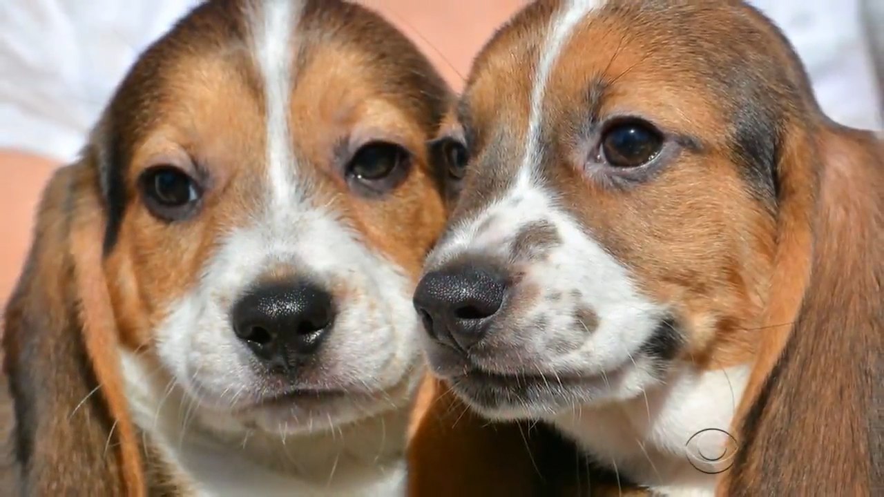 Les premiers bébés chiens éprouvettes ont vu le jour