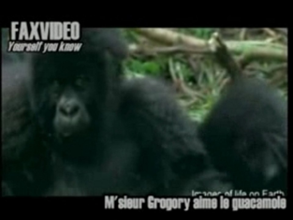 Parodie "Vie privée des animaux" par FaxVideo