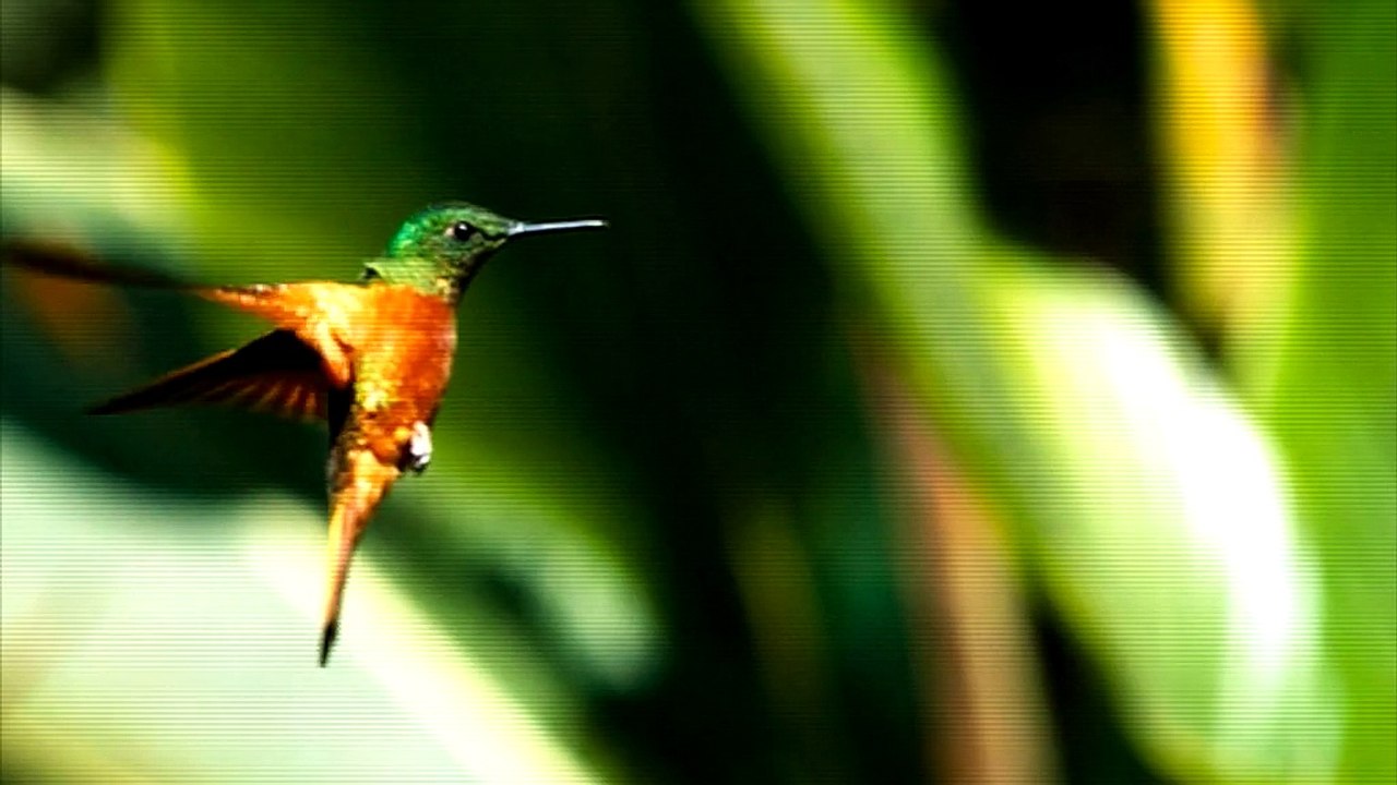 Denis Décode : l'esthétique de la catastrophe