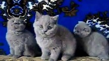 dmitriykist3@bk.ru