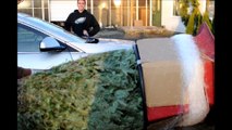 Xmas Trees      Precut and Cut Your Own Trees     Doylestown Pa