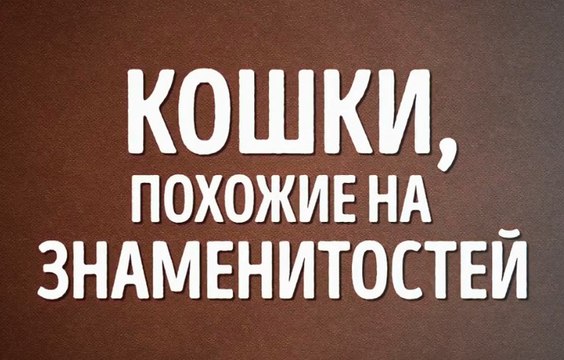 Кошки похожие на знаменитостей