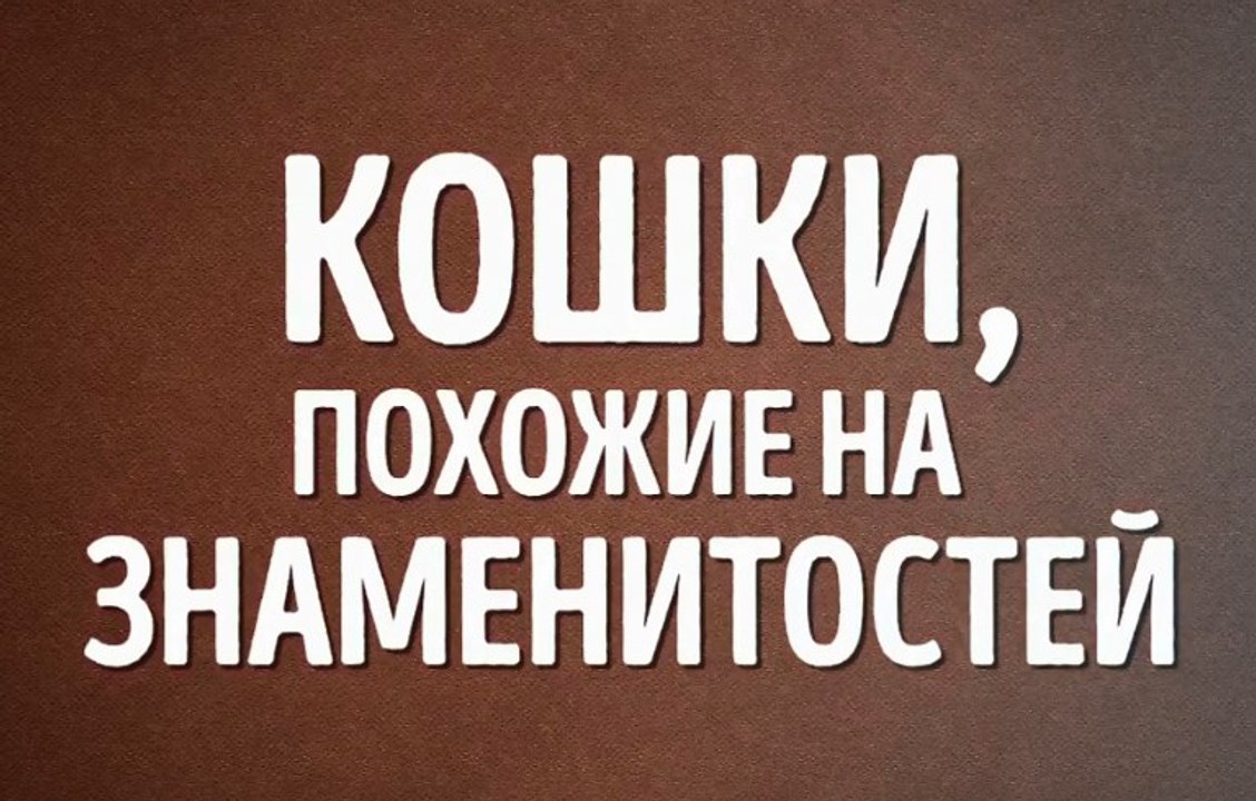 Кошки похожие на знаменитостей